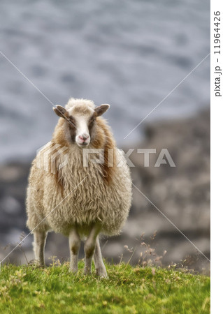 Sheep ram in iceland Sheep ram in iceland 11964426
