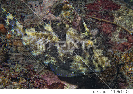 triggerfish underwater 11964432