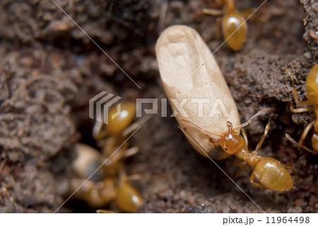 Yellow Ants inside anthill while moving eggs Yellow Ants inside anthill while moving eggs 11964498