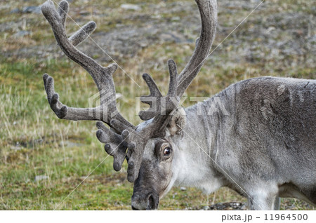 wild reindeer in Spitzbergen 11964500