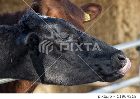 Cow portrait while licking Cow portrait while licking 11964518