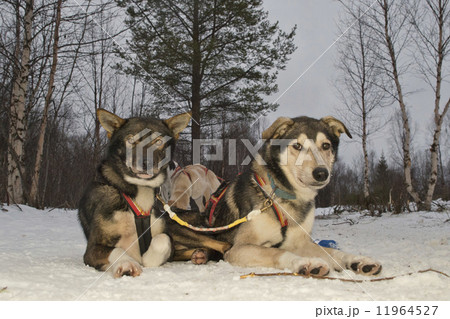 sledding with sled dog in lapland in winter time 11964527