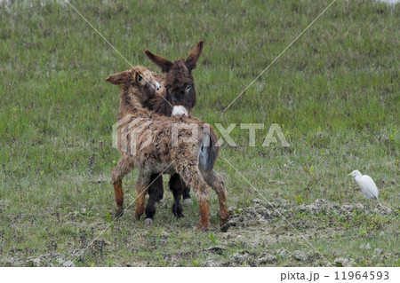 Young Donkey while grooming in the green grass background 11964593