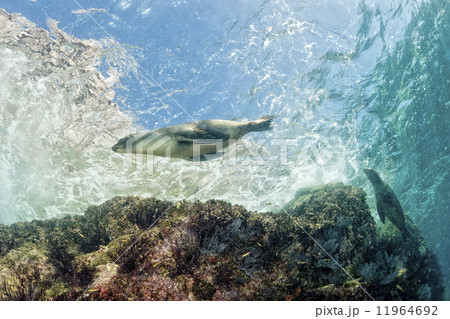 Puppy sea lion underwater looking at you Puppy sea lion underwater looking at you 11964692