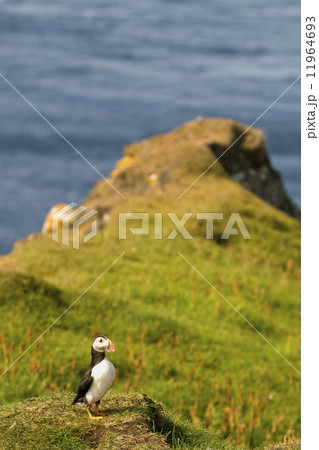 A colorful Puffin Portrait isolated in natural enviroment on grass and blue background 11964693