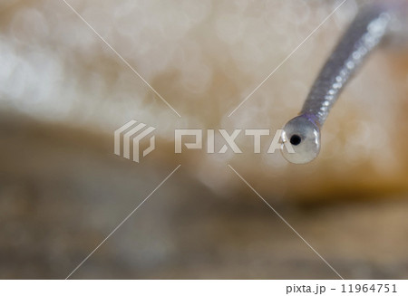Snail Eye macro incredible close up detail 11964751