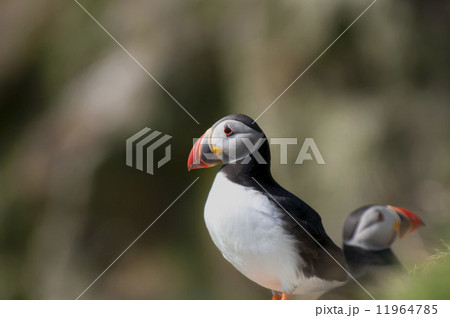 A colorful Puffin Portrait isolated in natural enviroment on blue background A colorful Puffin Portrait isolated in natural enviroment on blue background 11964785