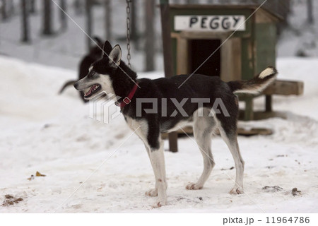 sledding with sled dog in lapland in winter time 11964786