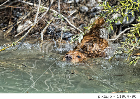 Happy Dog English cocker spaniel while running to you 11964790