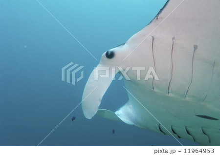Manta in the deep blue ocean background 11964953