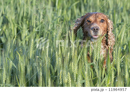 Puppy dog cocker spaniel Puppy dog cocker spaniel 11964957