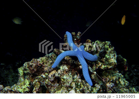 A blue sea star hanging on reef in Cebu Philippines 11965005