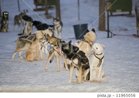sledding with sled dog in lapland in winter time 11965056