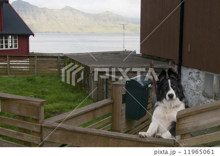Dog looking at you Dog looking at you 11965061