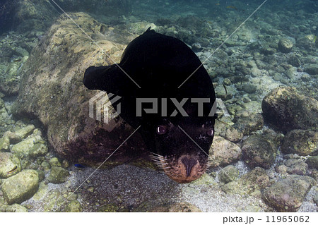 sea lion underwater sea lion underwater 11965062