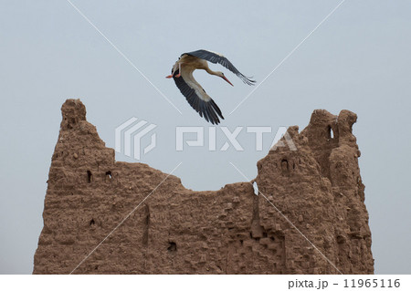 a stork on Ait Ben Haddou 11965116