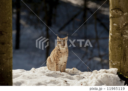 An isolated Lynx in the snow background while looking at you in the beautiful light An isolated Lynx in the snow background while looking at you in the beautiful light 11965119