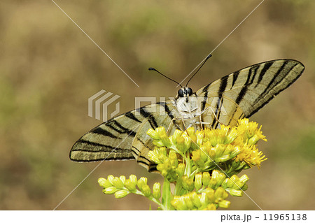 An open wings butterfly looking at you An open wings butterfly looking at you 11965138