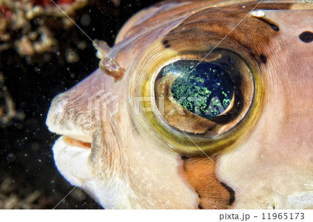 Box puffer Fish portrait in siladen Box puffer Fish portrait in siladen 11965173