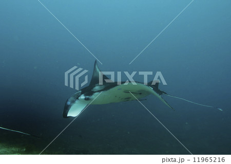 An isolated Manta in the blue background 11965216
