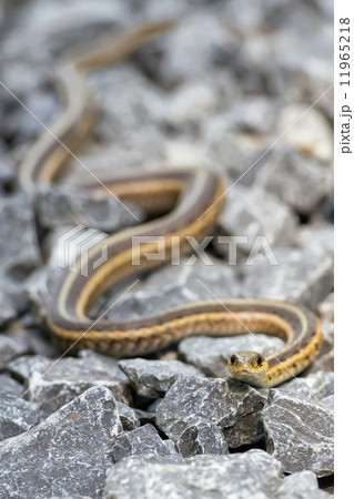 snake on the rocks snake on the rocks 11965218