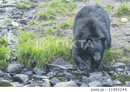 A black bear while comig to you 11965244