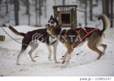 sledding with sled dog in lapland in winter time sledding with sled dog in lapland in winter time 11965247