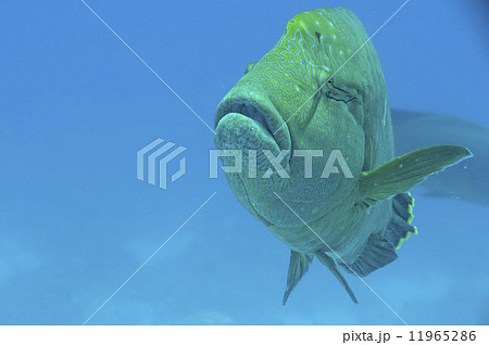 Red Sea Napoleon Fish close up portrait 11965286
