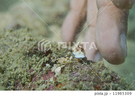 A colorful incredible small nudibranch in Cebu, Philippines 11965309