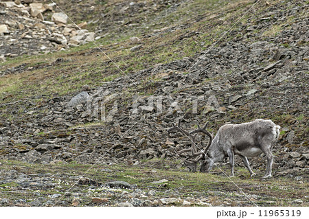 wild reindeer in Spitzbergen 11965319