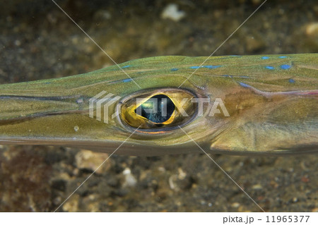Cornet Fish Fistularia commersonii 11965377