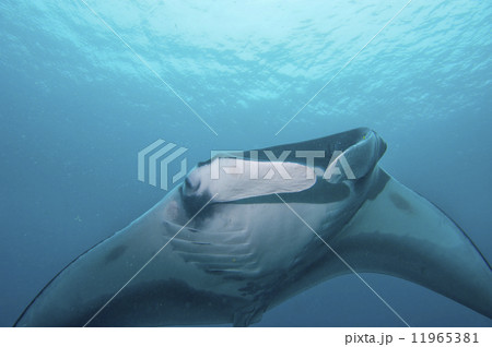 Manta close up portrait 11965381
