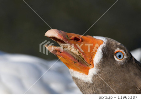 Goose isolated close up portrait 11965387