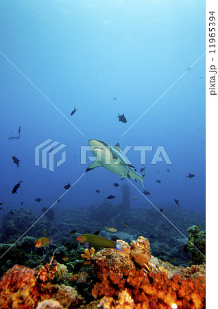 A grey shark jaws ready to attack underwater close up portrait 11965394