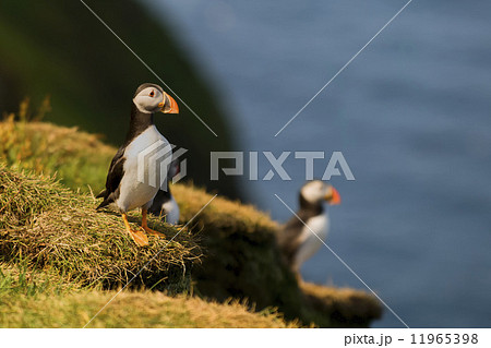 Two colorful Puffin Portrait isolated in natural enviroment on blue background 11965398