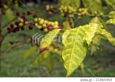 Mature coffee seeds kona hawaii 11965403