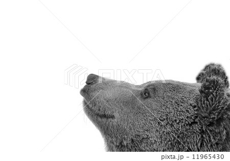 Black bear brown grizzly portrait in the snow while looking at y Black bear brown grizzly portrait in the snow while looking at y 11965430