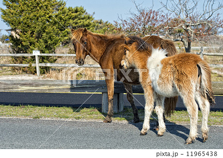 Assateague horse baby young puppy wild pony Assateague horse baby young puppy wild pony 11965438