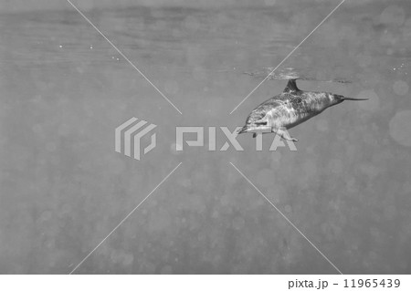 Dolphins while swimming underwater 11965439