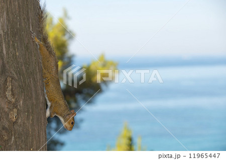 Squirrel portrait on the sea 11965447