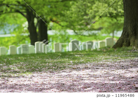 arlington cemetery graveyard arlington cemetery graveyard 11965486