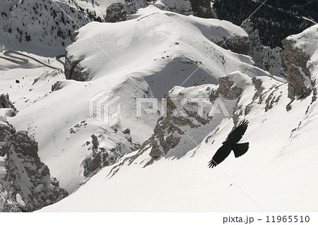 A crow on dolomites background 11965510