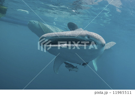 Whale Shark close up underwater portrait Whale Shark close up underwater portrait 11965511