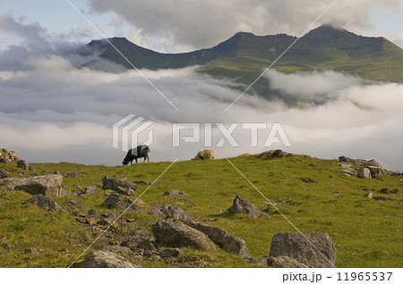 Two sheep on the blue sea and grass cliff background Two sheep on the blue sea and grass cliff background 11965537