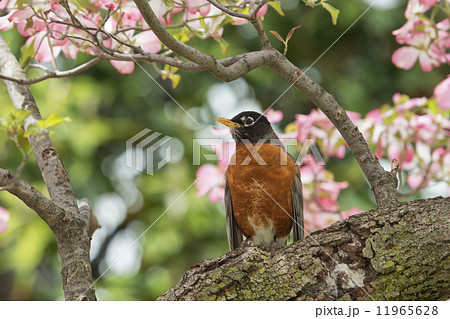 american robin on cherry blossom background american robin on cherry blossom background 11965628