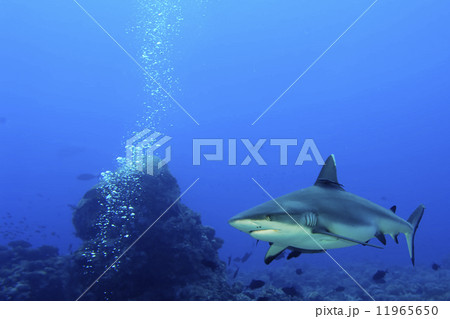 A grey shark jaws ready to attack underwater close up portrait A grey shark jaws ready to attack underwater close up portrait 11965650