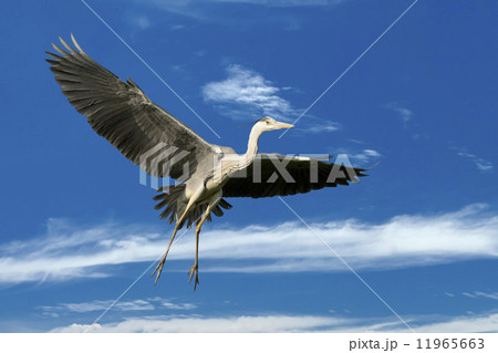 A blue black heron in the blue sky background 11965663