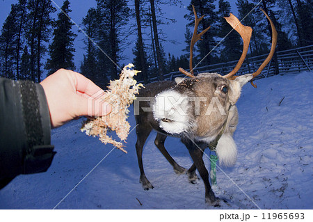 reindeer portrait in winter snow time reindeer portrait in winter snow time 11965693