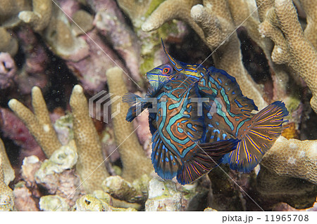 Mandarin fish on hard coral background Mandarin fish on hard coral background 11965708