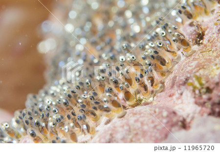 Clown fish eggs macro 11965720